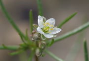 Die fünffach radiärsymmetrische, weiße Blüte ist knapp 1 cm groß, meistens jedoch kleiner. (Bild: W. Wohlers, JKI)