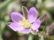 Die Blüte wird nur knapp 1 cm groß. (Bild: W. Wohlers, JKI)