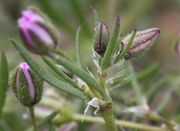 Die Blätter unterhalb der Blüten können auch unbehaart sein. (Bild: W. Wohlers, JKI)