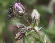 Meistens stehen nur zwei Blüten zusammen. Die weißen Haare stammen von Pappeln. (Bild: W. Wohlers, JKI)