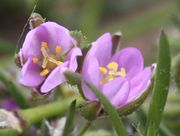 Die Antheren haben bereits den Pollen entlassen, wenn sich die Blüte öffnet. (Bild: W. Wohlers, JKI)