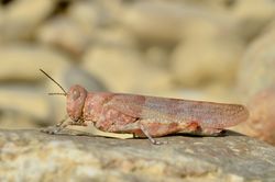 Weibchen - Gilles San Martin, CC BY-SA 2.0