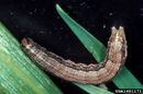 Spodoptera frugiperda caterpillar01.jpg