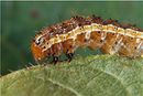 Spodoptera frugiperda worm.jpg