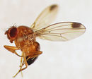 Spotted-wing Drosophila (Drosophila suzukii) male (15359228246).jpg