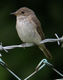 Grauschnäpper (Muscicapa striata), Foto von A. Easton