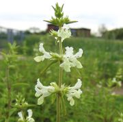 Die Blüten sind weiß. Jeweils sechs bis acht Blüten sitzen in Scheinquirlen. (Bild: Arno Littmann, JKI)