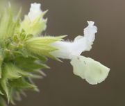 Kelch- wie Kronblätter sind außen behaart. Die Blüten sind ca 1,5 cm lang. (Bild: W. Wohlers, JKI)