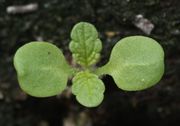 Die ca 7 mm großen Keimblätter sind fast rund mit eingezogener Spitze. Ihr Stiel ist behaart. (Bild: W. Wohlers, JKI)