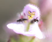 Die Oberlippe ist kurz behaart. Die Pollen sind gelb, hier mit zwei Thripsen. (Bild: W. Wohlers, JKI)