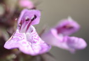 Die große Unterlippe der Blüte ist violett getigert. (Bild: W. Wohlers, JKI)