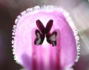 Der Pollen ist weiß und fällt sehr schnell herunter. (Bild: W. Wohlers, JKI)