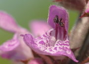 Der weiße Pollen ist selbst mit bloßem Auge zu erkennen. (Bild: W. Wohlers, JKI)