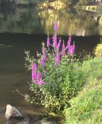 Ein besonders schönes Exemplar am Rand der Oker in Braunschweig. Einzelne Stängel können fast 1 m Höhe erreichen. (Bild: W. Wohlers)
