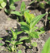 Kleine Pflanzen, die nach dem Winter austreiben. (Bild: W. Wohlers)