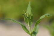 Die Knospen erscheinen im Juni. (Bild: W. Wohlers, JKI)