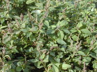 Starr 010520-0109 Amaranthus viridis.jpg