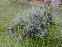 Starr 010717-0055 Buddleja davidii.jpg