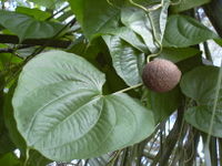 Starr 031108-0225 Dioscorea bulbifera.jpg