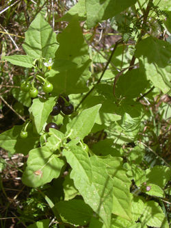 alt=Description de l'image Starr 040330-0409 Solanum americanum.jpg.