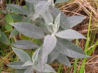 Starr 060221-6021 Buddleja davidii.jpg