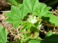 Starr 060416-7678 Malva parviflora.jpg