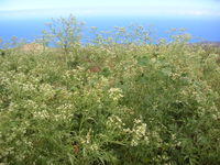 Starr 060527-9512 Parthenium hysterophorus.jpg