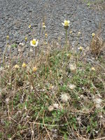 Starr 060721-9557 Tridax procumbens.jpg