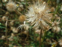 Starr 060721-9562 Tridax procumbens.jpg