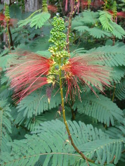 alt=Description de l'image Starr 061212-2308 Calliandra houstoniana var. calothyrsus.jpg.