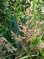 Starr 070215-4584 Amaranthus spinosus.jpg