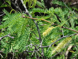 alt=Description de l'image Starr 070404-6609 Prosopis juliflora.jpg.