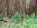 Starr 070908-9286 Eucalyptus globulus.jpg