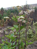 Starr 070908-9339 Ageratina adenophora.jpg