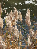 Starr 071224-0561 Phragmites australis.jpg