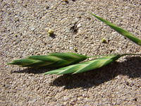 Starr 080418-4244 Bromus catharticus.jpg