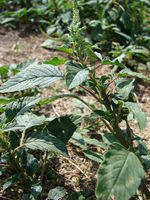 Starr 080531-5003 Amaranthus spinosus.jpg