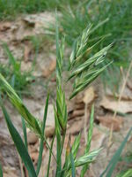 Starr 080610-8102 Bromus catharticus.jpg