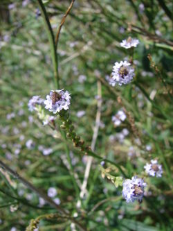 alt=Description de l'image Starr 080613-8808 Verbena litoralis.jpg.