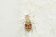 Staublaus (Psocoptera)