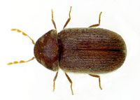 Stegobium paniceum bl.jpg