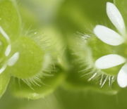 Zwei Kelchblätter, bei denen die drüsigen Haare zu erkennen sind. (Bild: W. Wohlers, JKI)