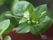 Schon vor der Blüte wachsen die Blütenstiele ganz erheblich. (Bild: W. Wohlers, JKI)