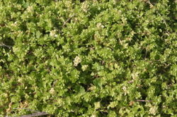 Bleiche Vogel-Sternmiere: Pflanze – HermannSchachner, CC0