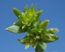 Bleiche Vogel-Sternmiere: Blüte – Fornax, CC BY-SA 3.0
