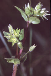 Bleiche Vogel-Sternmiere: Pflanze – Fornax, CC0