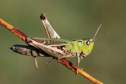 Weibchen mit heller Seitenlinie - Gilles San Martin, CC BY-SA 2.0