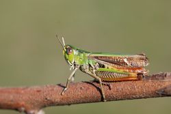 Männchen - Gilles San Martin, CC BY-SA 2.0
