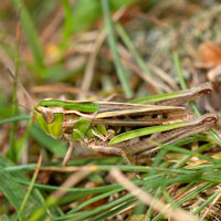 Männchen (Foto: Gilles San Martin)