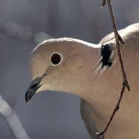 Portrait of Collared Dove ( Streptopelia decaocto)